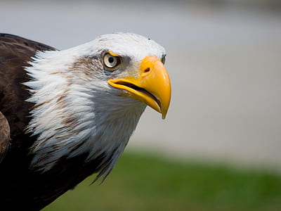photography of American Eagle thumbnail