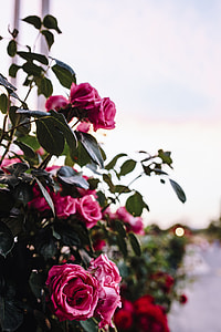 Roses of Bulgaria thumbnail