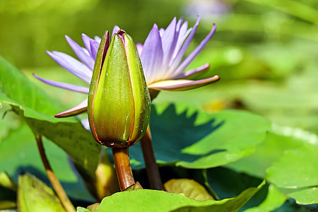 purple flower photography during daytime thumbnail