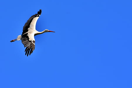 white and black crane in mid-flight thumbnail