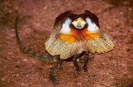 Full Frilled Lizard - Chlamydosaurus kingii thumbnail