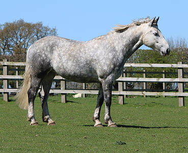 white and gray horse on grass field surrounded with wooden fence thumbnail