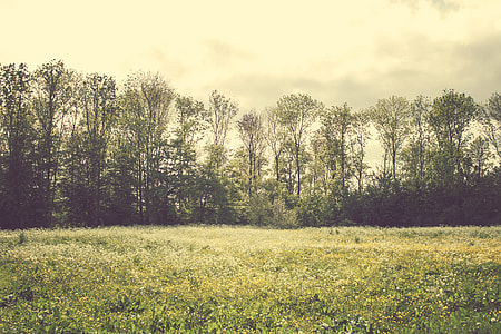 photography of green leafy high trees during daytime thumbnail