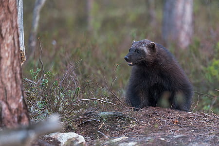 gray animal on focus photo thumbnail
