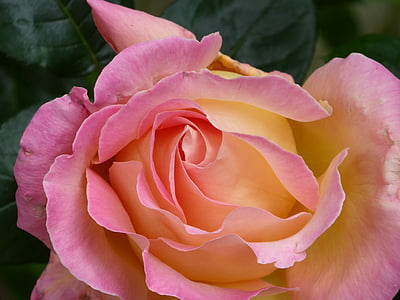 closeup photography of pink rose flower thumbnail