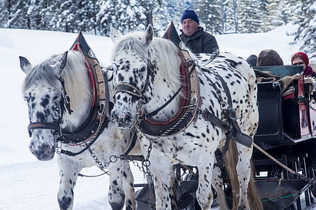 white-and-black spotted horses mounted on carriage thumbnail