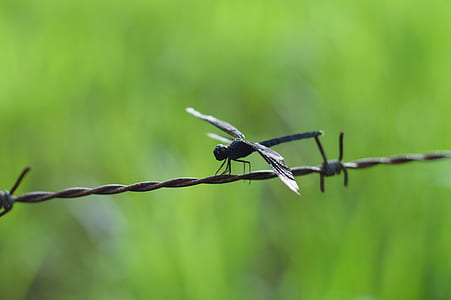green, insect, macro, dragonfly thumbnail