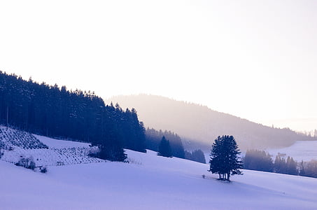 tree on hill side covered with snow at daytime thumbnail