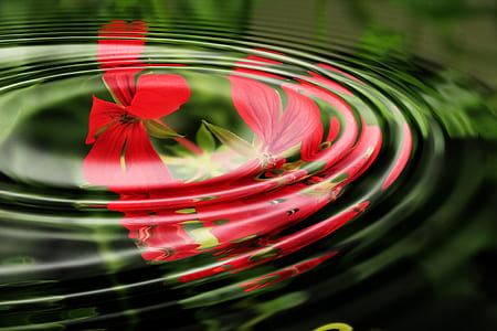 red petaled flower thumbnail