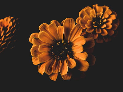 macro photography of orange petaled flowers thumbnail