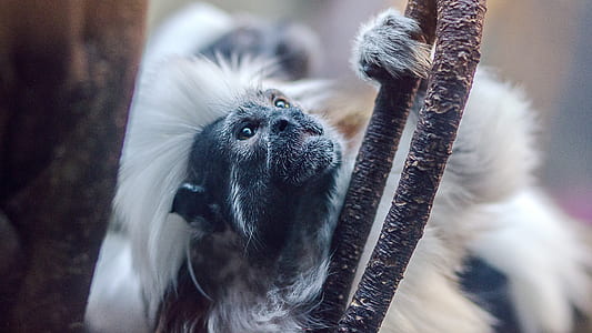 white and black animal climbing tree thumbnail