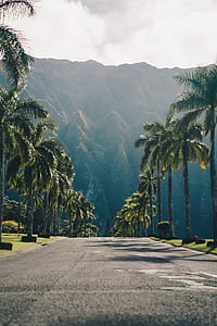 palm trees near mountain during daytime thumbnail
