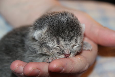 person holding gray animal thumbnail