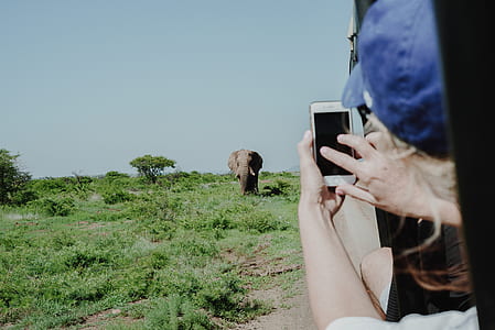 person taking photo of brown elelphant thumbnail
