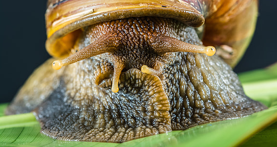 land snail on green leaf thumbnail