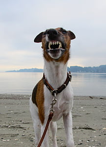 dog showing teeth walking on seashore line during daytime thumbnail