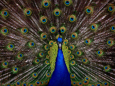 Peacock painting thumbnail