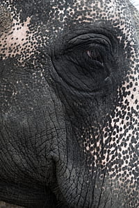 white and black elephant thumbnail