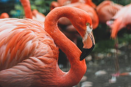 flamingos on gray floor thumbnail