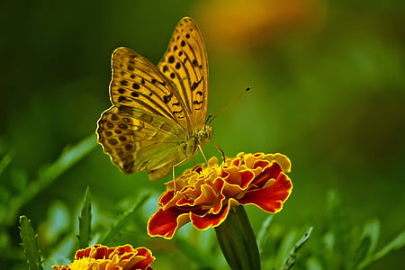 closeup photography of butterfly on flower thumbnail