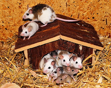 brown-and-white mouses thumbnail