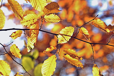 selective focus photography of brown leaf thumbnail