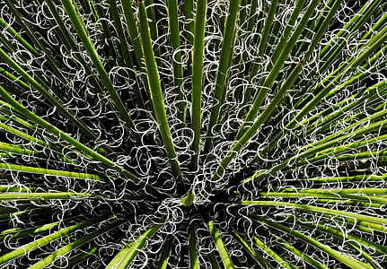 green grass with linear leaves thumbnail