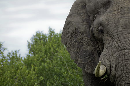 gray elephant thumbnail