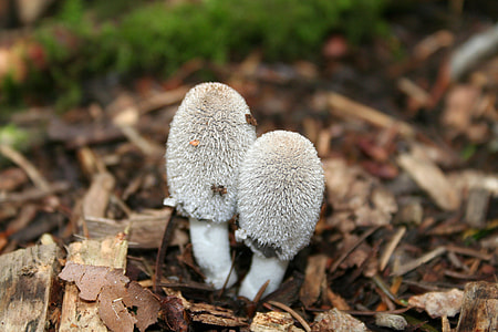 Mushroom, Forest Mushroom thumbnail