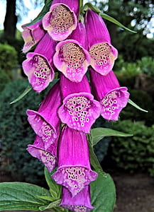shallow focus photo of flowerrs thumbnail