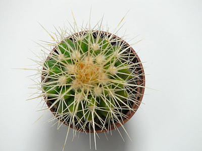 Golden Ball Cactus, Cactus thumbnail
