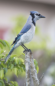 selective focus photograph of blue jay bird thumbnail