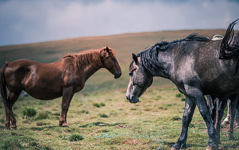 two black and brown horse on grass field thumbnail