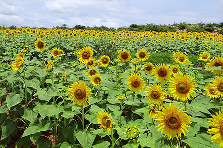bed of sunflower thumbnail