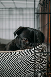 black pug in pet bed thumbnail