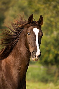 shallow focus photography of brown and white horse thumbnail