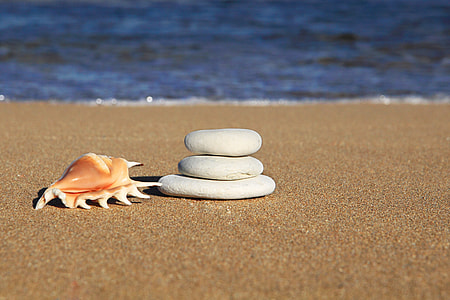 three white stone and seashell on seashore during daytime thumbnail