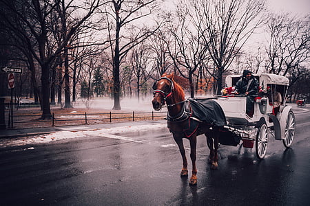 black and white horse with carriage on road thumbnail