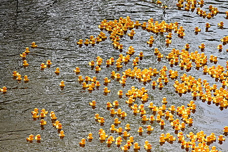 ducks on body of water thumbnail