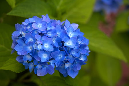 flowers thumbnail