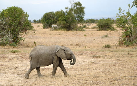 young gray elephant thumbnail