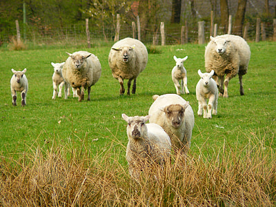 herd of sheeps thumbnail