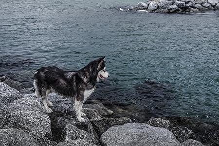 Siberian husky standing near body of water thumbnail