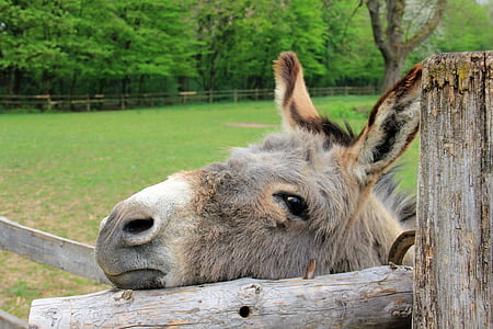 donkey leaning on fence thumbnail