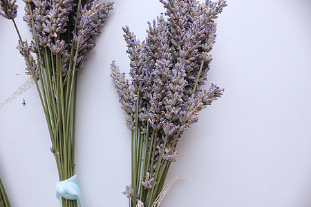 lavender flowers thumbnail