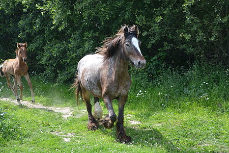 brown horse galloping outside thumbnail
