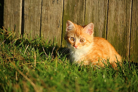 short-fur tan and white kitten on green grass at daytime thumbnail