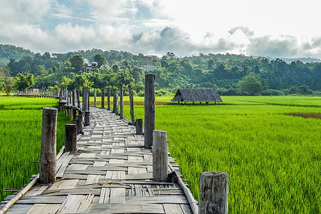 brown wooden dock in the middle of green field thumbnail