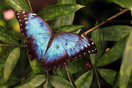 Blue and Black Butterfly on Green Leaves thumbnail