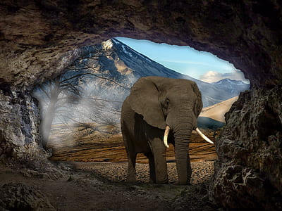 elephant near cave thumbnail